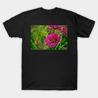 Pink Cape Daisy Flower T-Shirt